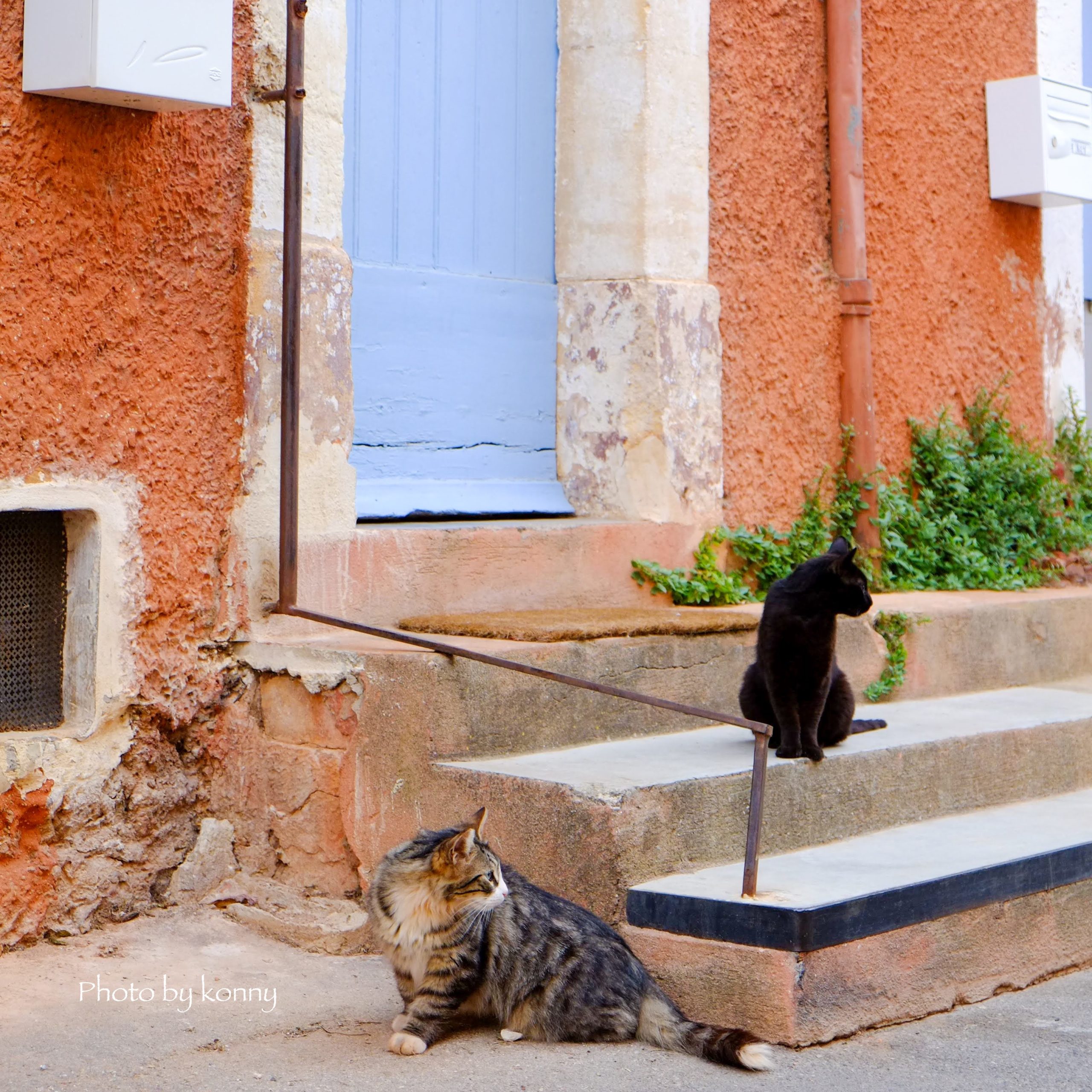 「岩合光昭の世界ネコ歩き」動画　フランス、ブルゴーニュ編を観てみた